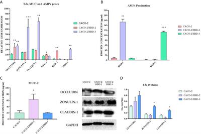 Antimicrobial Peptides Human Beta-Defensin-2 and -3 Protect the Gut During Candida albicans Infections Enhancing the Intestinal Barrier Integrity: In Vitro Study